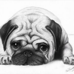 Pug Drawing Image