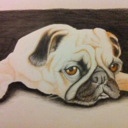 Pug Drawing Realistic Sketch