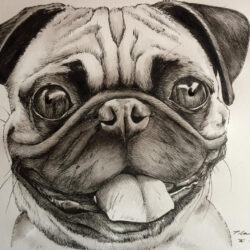 Pug Drawing Sketch