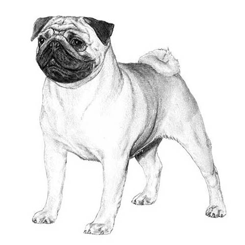 How to Draw Pug Step by Step Guide - Drawing All