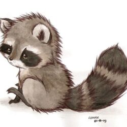 Racoon Drawing