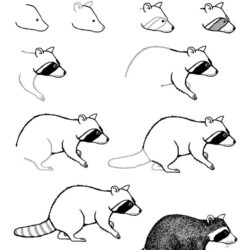 Racoon Drawing Artistic Sketching