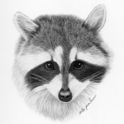 Racoon Drawing Creative Style