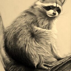 Racoon Drawing Fine Art