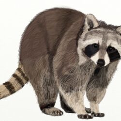 Racoon Drawing Hand Drawn