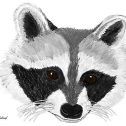 Racoon Drawing Hand Drawn Sketch