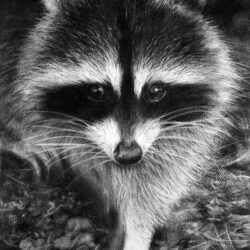 Racoon Drawing Intricate Artwork