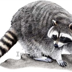 Racoon Drawing Modern Sketch