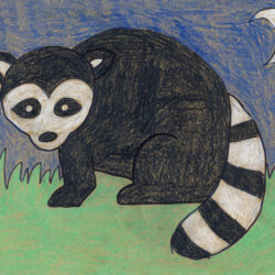 Racoon Drawing Sketch