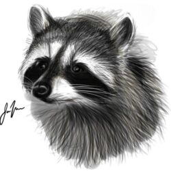 Racoon Drawing Stunning Sketch