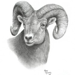 Ram Drawing Detailed Sketch