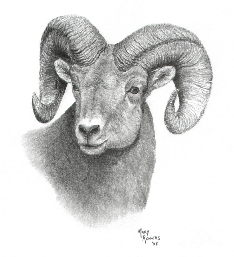 Ram Drawing Detailed Sketch