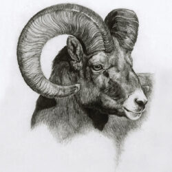 Ram Drawing Image