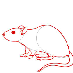 Rat Drawing