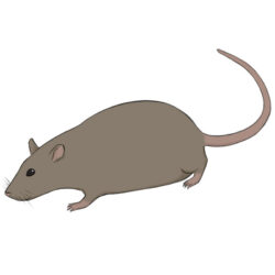 Rat Drawing Amazing Sketch