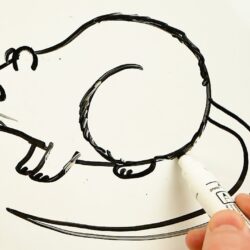 Rat Drawing Art