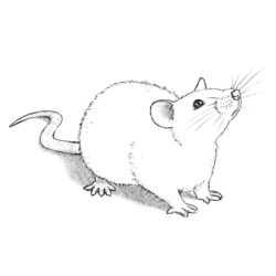 Rat Drawing Artistic Sketching