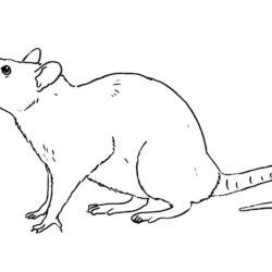 Rat Drawing Creative Style