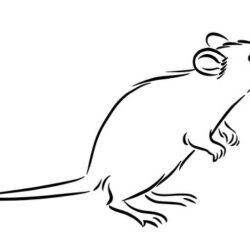 Rat Drawing Fine Art