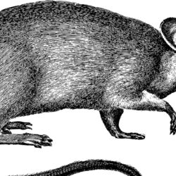 Rat Drawing Photo