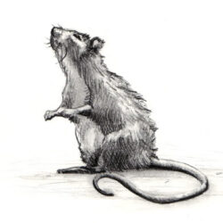 Rat Drawing Picture