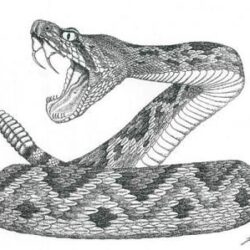 Rattlesnake Drawing