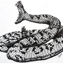 Rattlesnake Drawing Amazing Sketch