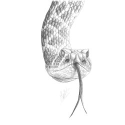 Rattlesnake Drawing Artistic Sketching