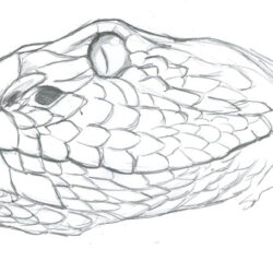 Rattlesnake Drawing Beautiful Artwork