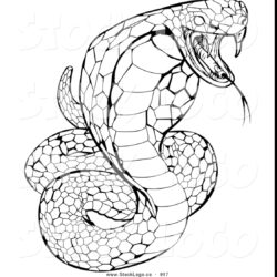 Rattlesnake Drawing Creative Style