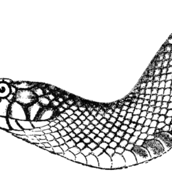 Rattlesnake Drawing Hand Drawn Sketch