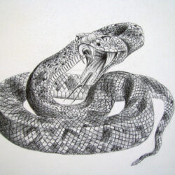 Rattlesnake Drawing Modern Sketch