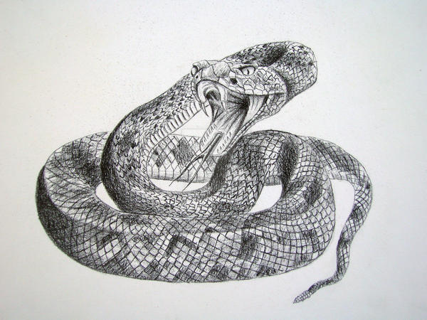 Rattlesnake Drawing Modern Sketch