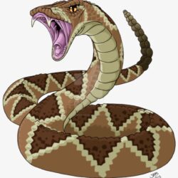 Rattlesnake Drawing Picture