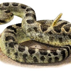 Rattlesnake Drawing Professional Artwork