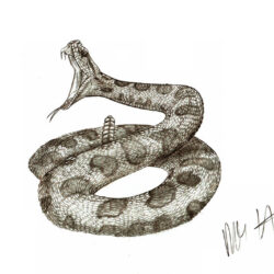 Rattlesnake Drawing Sketch