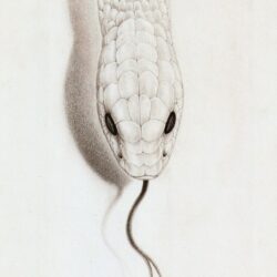 Rattlesnake Drawing Stunning Sketch