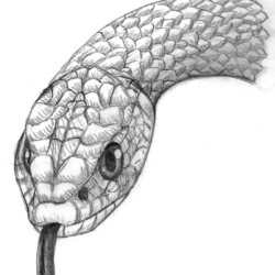 Rattlesnake Drawing Unique Art