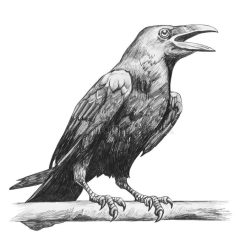 Raven Drawing Fine Art