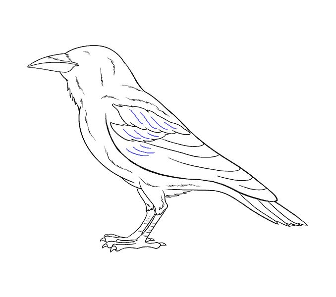 Raven Drawing Hand drawn