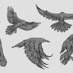 Raven Drawing Modern Sketch