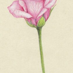 Real Rose Drawing Amazing Sketch