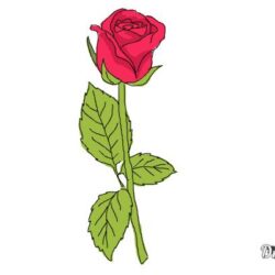 Real Rose Drawing Art