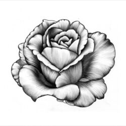 Real Rose Drawing Artistic Sketching