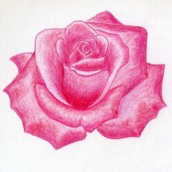 Real Rose Drawing Creative Style