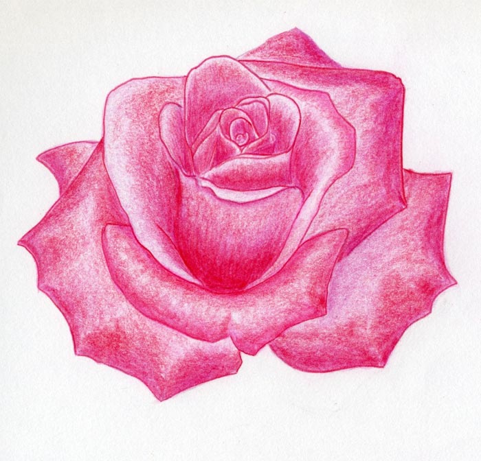 Real Rose Drawing Creative Style
