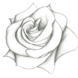 Real Rose Drawing Fine Art