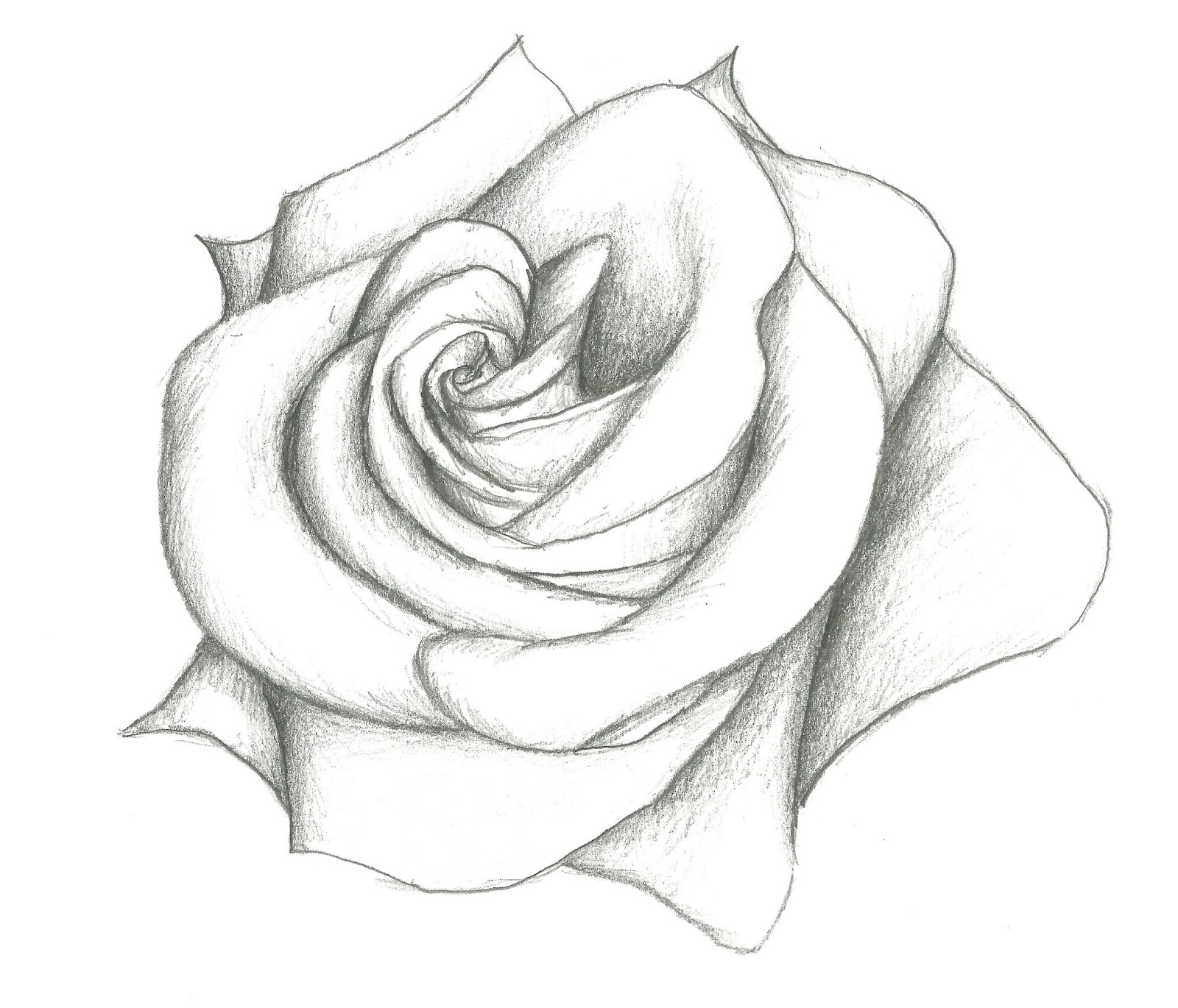 Real Rose Drawing Fine Art