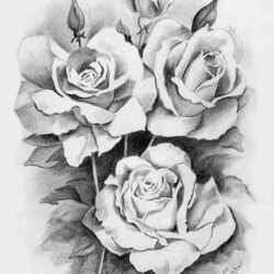 Real Rose Drawing Hand Drawn