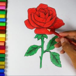 Real Rose Drawing Hand Drawn Sketch